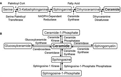 Role of sphingolipid metabolites in the homeostasis of steroid hormones and the maintenance of testicular functions